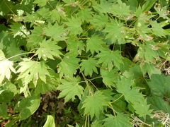 Acer japonicum