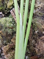Triglochin maritima