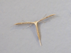 Emmelina monodactyla