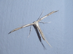 Emmelina monodactyla