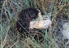 Hemipholiota populnea