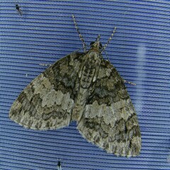 Hydriomena impluviata