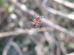 Alpaida veniliae
