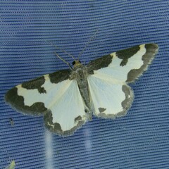 Lomaspilis marginata