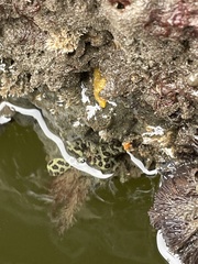 Botryllus schlosseri