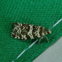 Epinotia tedella