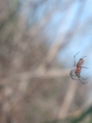 Alpaida veniliae