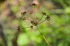 Lomatium