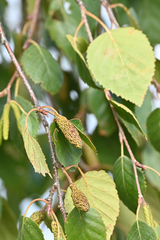 Betula platyphylla
