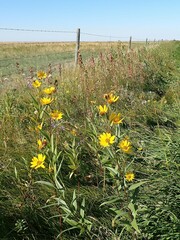 Helianthus nuttallii