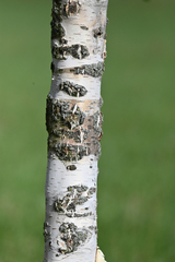 Betula platyphylla