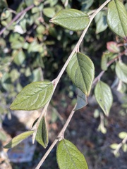 Cotoneaster simonsii
