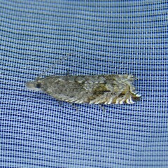 Ancylis unguicella