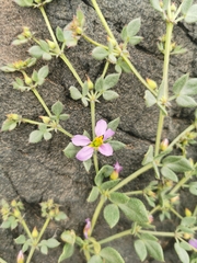 Fagonia chilensis