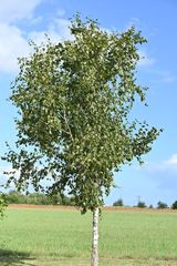 Betula platyphylla