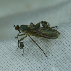 Empidoidea