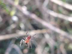Alpaida veniliae