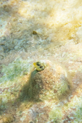 Microlipophrys dalmatinus