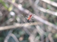 Alpaida veniliae
