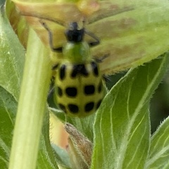 Diabrotica undecimpunctata