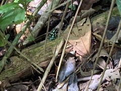 Dendrobates auratus