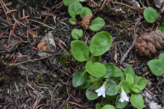 Orthilia secunda