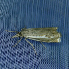 Crambus lathoniellus