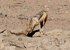 Lupulella mesomelas mesomelas