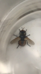 Gymnosoma