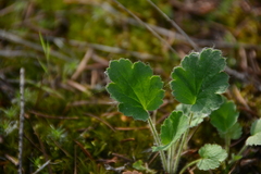 Heuchera cylindrica