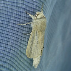 Phragmataecia castaneae