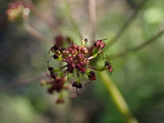 Lomatium