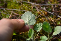 Heuchera cylindrica