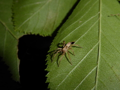 Anyphaena