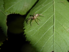 Anyphaena