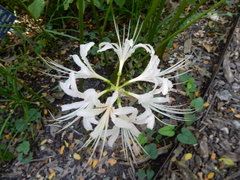Lycoris × albiflora