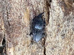 Sphenophorus cicatristriatus