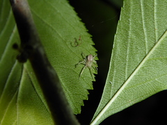 Anyphaena