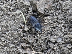 Sphenophorus cicatristriatus