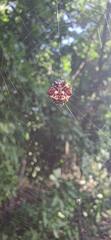 Thelacantha brevispina