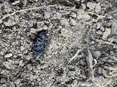 Sphenophorus cicatristriatus