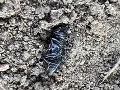 Sphenophorus cicatristriatus