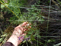Lomatium