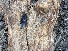 Sphenophorus cicatristriatus