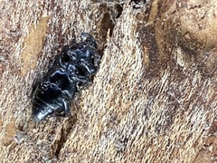 Sphenophorus cicatristriatus
