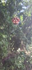 Thelacantha brevispina