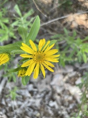 Heterotheca camporum