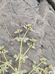 Fagonia chilensis