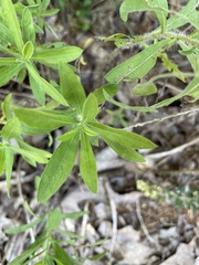 Heterotheca camporum