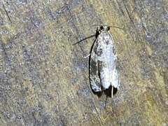 Olethreutes connectum